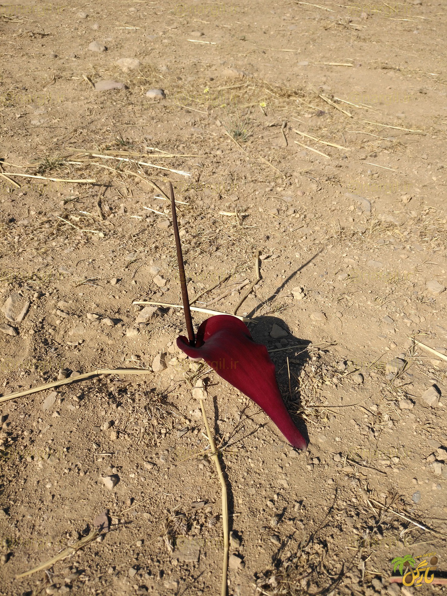 بیاروم - معرفی و خواص گیاهان دارویی